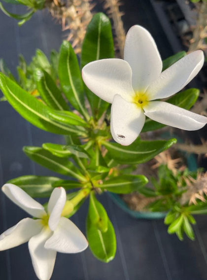 Pachypodium ambongense 6 Seeds