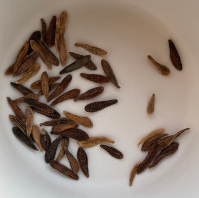 Pachypodium ambongense 6 Seeds