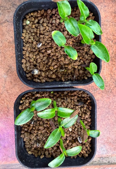Pachypodium ambongense 6 Seeds