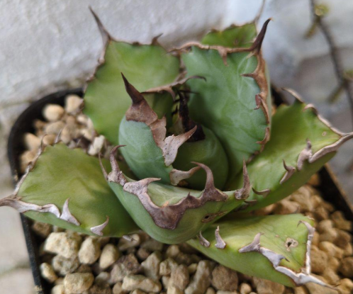 Agave titanota 10 Seeds