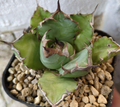 Agave titanota 10 Seeds
