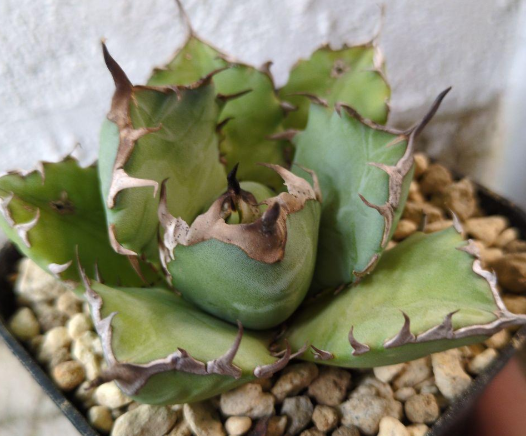 Agave titanota 10 Seeds