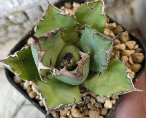 Agave titanota 10 Seeds