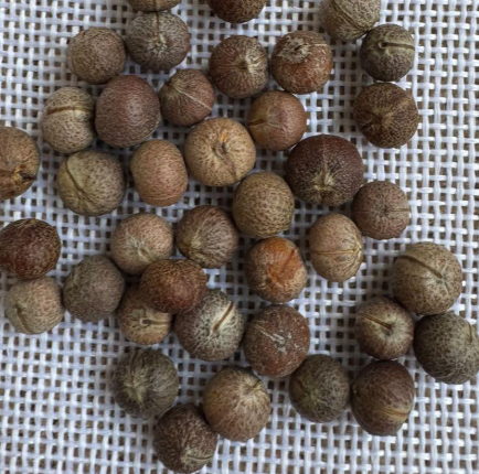 Euphorbia agatheae 10 Seeds