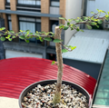 Euphorbia agatheae 10 Seeds
