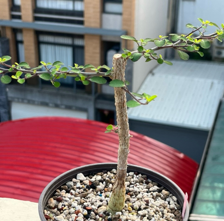 Euphorbia agatheae 10 Seeds