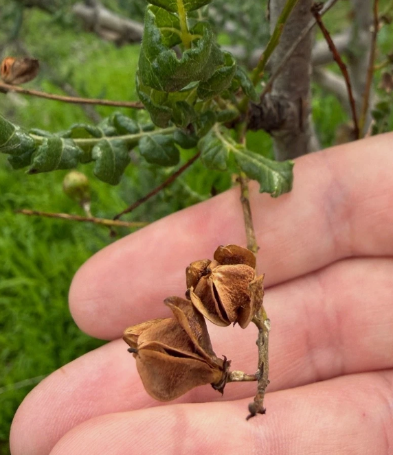 Boswellia sacra 5 Seeds