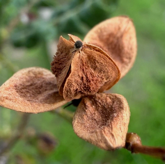Boswellia sacra 5 Seeds