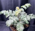 Boswellia sacra 5 Seeds