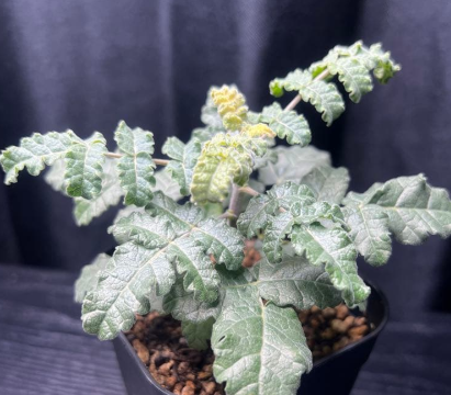 Boswellia sacra 5 Seeds