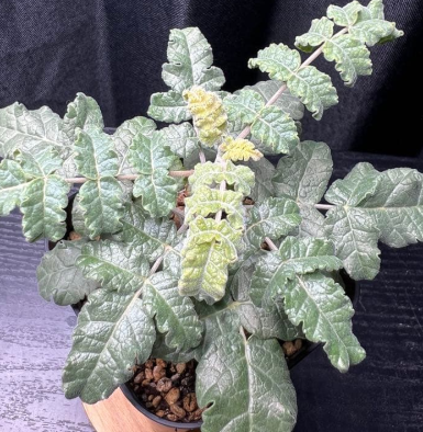 Boswellia sacra 5 Seeds