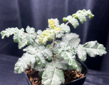Boswellia sacra 5 Seeds