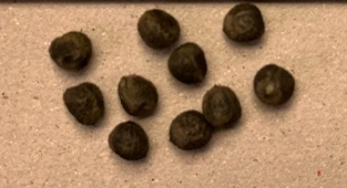 Euphorbia guillauminiana 6 Seeds