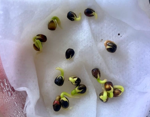 Euphorbia guillauminiana 6 Seeds