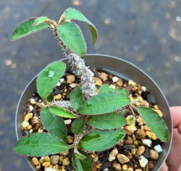 Euphorbia Razafindratsirae 5 Seeds