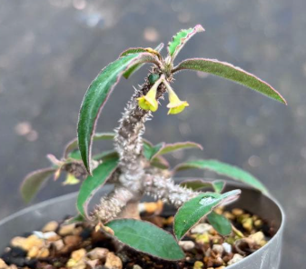 Euphorbia Razafindratsirae 5 Seeds