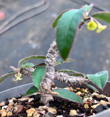 Euphorbia Razafindratsirae 5 Seeds