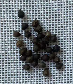 Euphorbia Razafindratsirae 5 Seeds