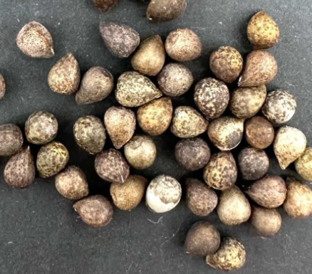 Euphorbia bupleurifolia 5 Seeds