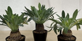 Euphorbia bupleurifolia 5 Seeds