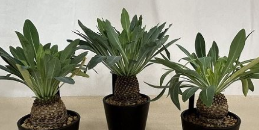 Euphorbia bupleurifolia 5 Seeds
