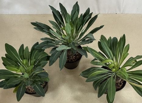 Euphorbia bupleurifolia 5 Seeds