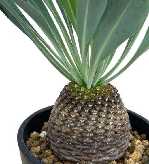 Euphorbia bupleurifolia 5 Seeds