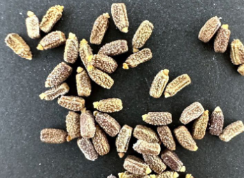 Euphorbia Magnifica ( Monadenium ) 5 Seeds