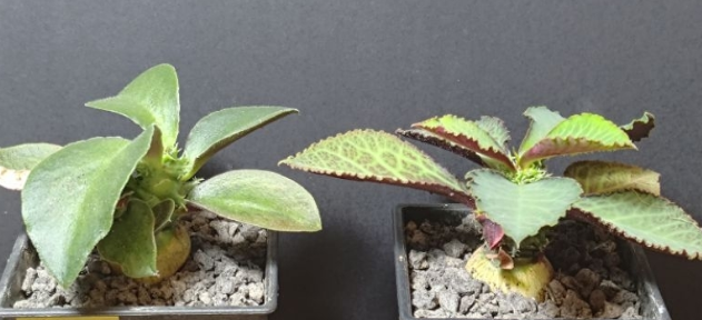 Euphorbia Magnifica ( Monadenium ) 5 Seeds
