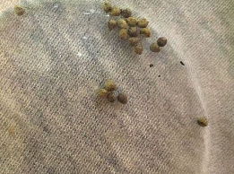 Euphorbia valida 5 Seeds