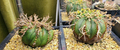 Euphorbia valida 5 Seeds