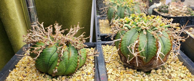 Euphorbia valida 5 Seeds
