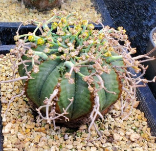 Euphorbia valida 5 Seeds