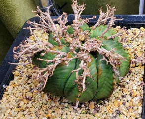 Euphorbia valida 5 Seeds
