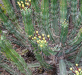 Euphorbia pentagona 5 Seeds