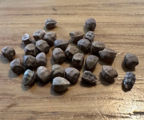 Euphorbia pentagona 5 Seeds