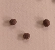 Euphorbia mlanjeana 5 Seeds