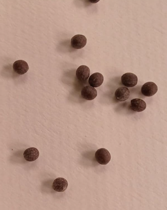 Euphorbia mlanjeana 5 Seeds