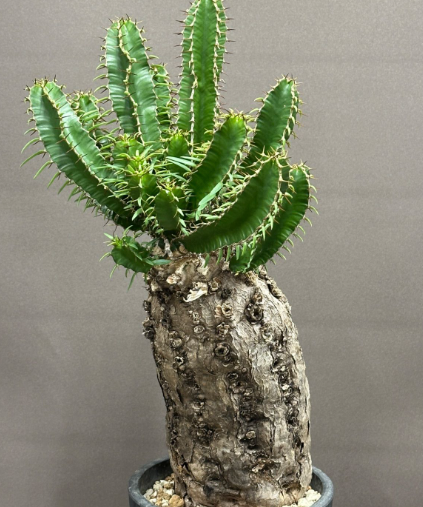 Euphorbia mlanjeana 5 Seeds