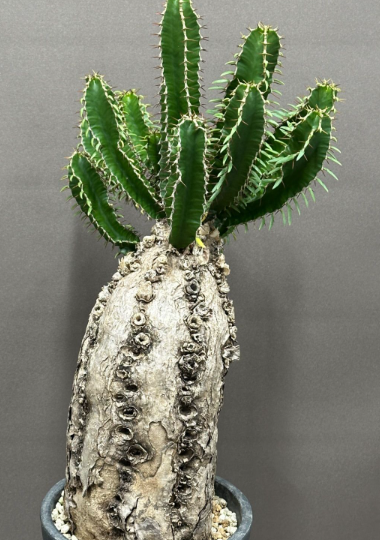 Euphorbia mlanjeana 5 Seeds