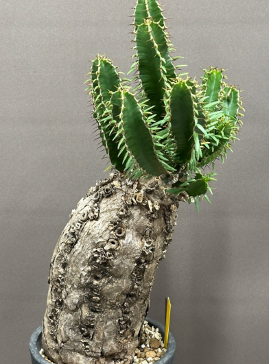 Euphorbia mlanjeana 5 Seeds