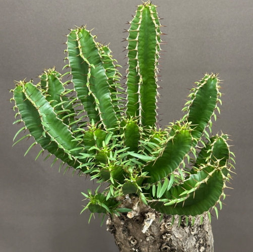 Euphorbia mlanjeana 5 Seeds