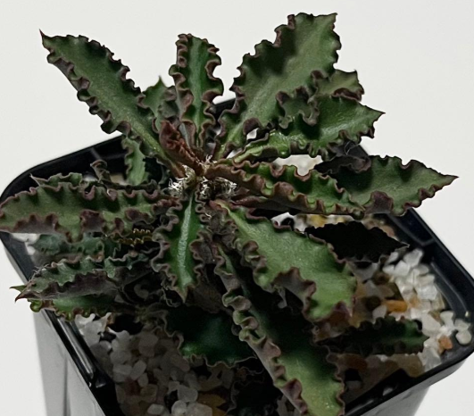Euphorbia capsaintemariensis 5 Seeds