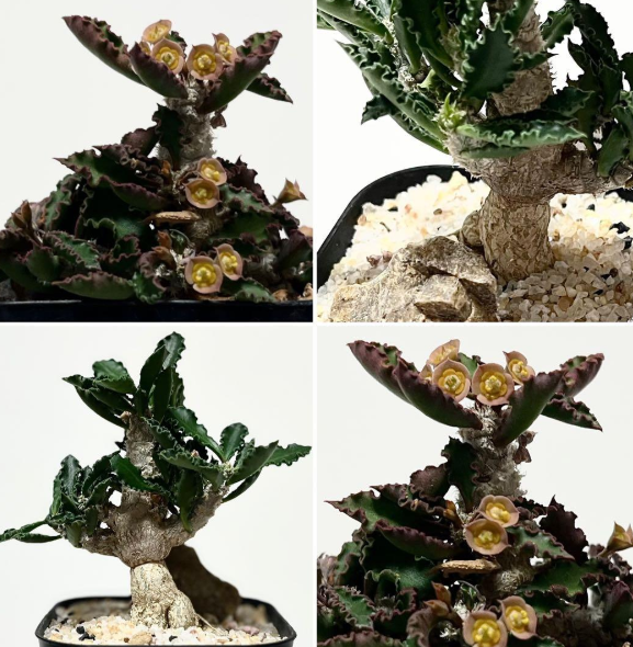Euphorbia capsaintemariensis 5 Seeds