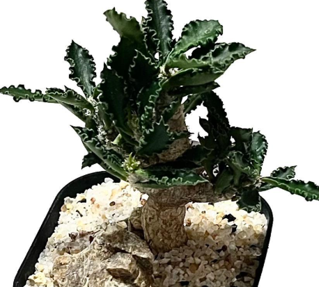 Euphorbia capsaintemariensis 5 Seeds