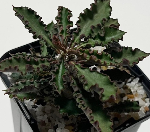 Euphorbia capsaintemariensis 5 Seeds