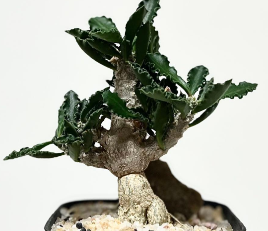 Euphorbia capsaintemariensis 5 Seeds