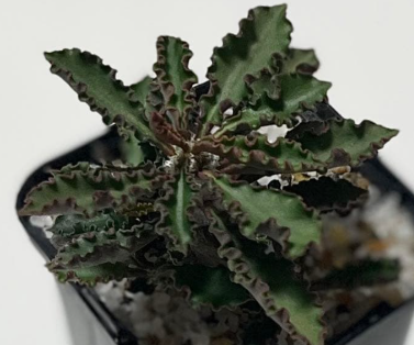 Euphorbia capsaintemariensis 5 Seeds