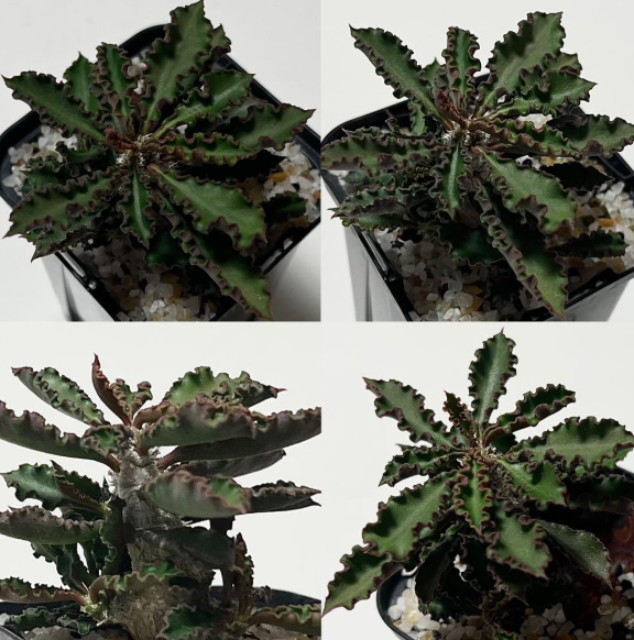 Euphorbia capsaintemariensis 5 Seeds