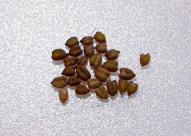 Euphorbia capsaintemariensis 5 Seeds